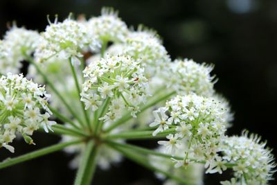 Close-up of white flowering plants