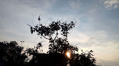 Low angle view of silhouette tree against sky