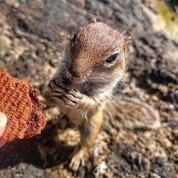 Close-up of squirrel