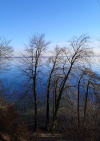 Bare trees on landscape against clear sky