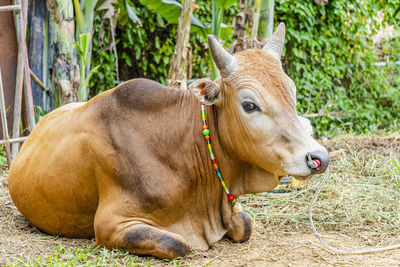 View of a horse on field