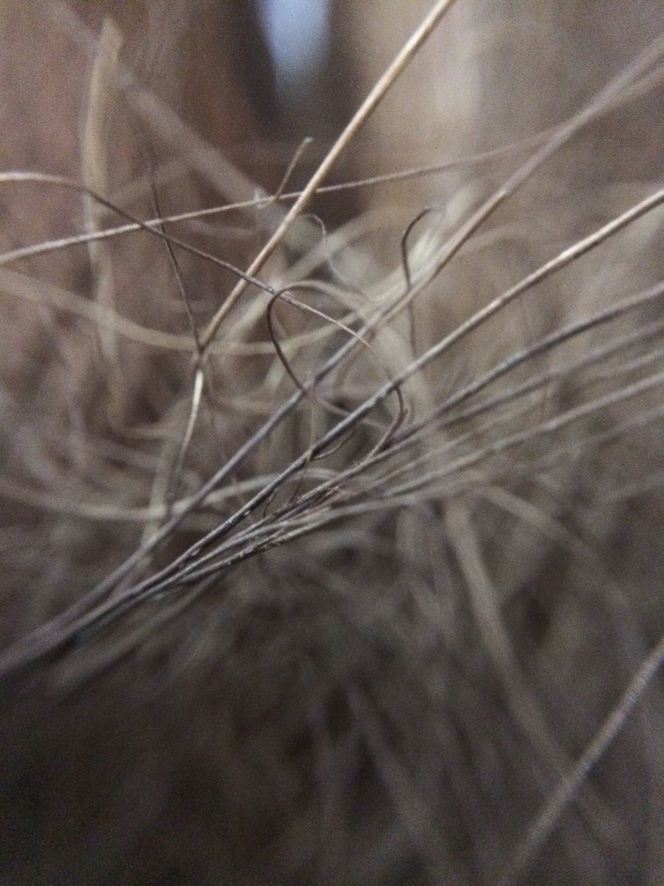 DETAIL SHOT OF CAT