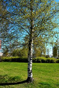 Trees on grassy field