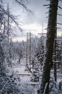 Trees on snow covered landscape