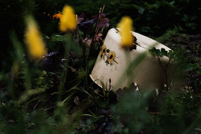 View of yellow flowers on land