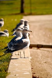 Close-up of wooden door