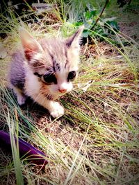 Portrait of kitten on field