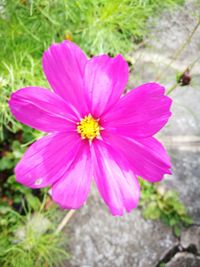 Close-up of pink flower blooming outdoors