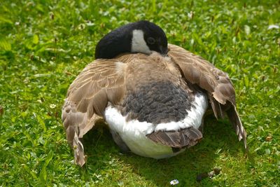 Close-up of duck on grass