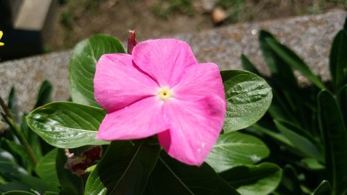 High angle view of pink cosmos blooming outdoors