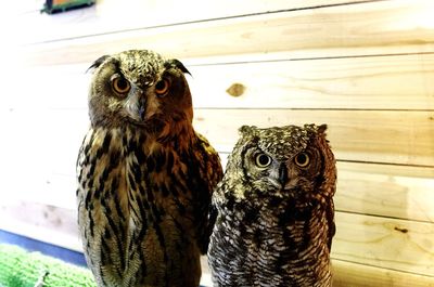 Portrait of eagle owls against wall in cafe