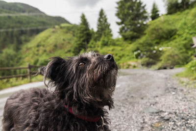 Close-up of dog against sky