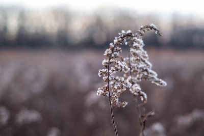 Close-up of frozen plant