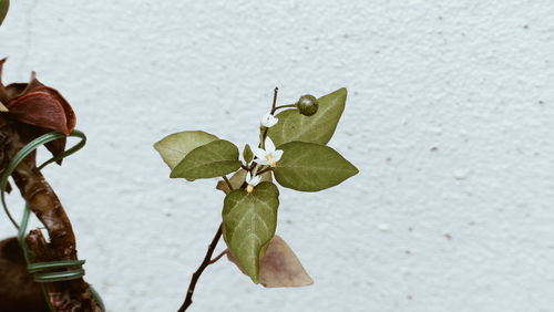 Close-up of green leaves on plant against wall