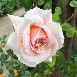 Close-up of rose flower