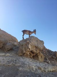 Horse standing on rock against clear blue sky