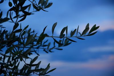 Low angle view of plant against sky