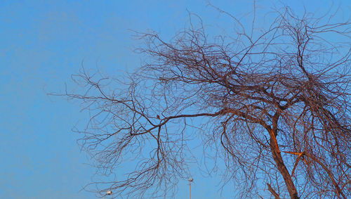 Low angle view of bare tree against clear blue sky