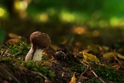 Close-up of mushroom growing in forest 