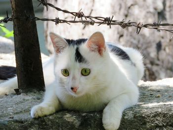 Close-up portrait of a cat