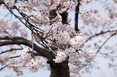 Close-up of cherry blossom tree