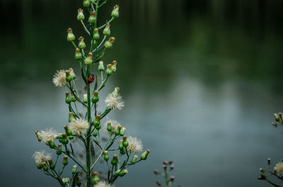 Close-up of flowers