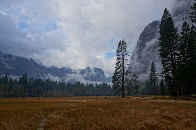 Panoramic view of forest against sky