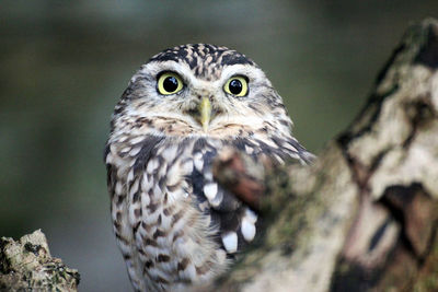 Close-up portrait of owl perching outdoors