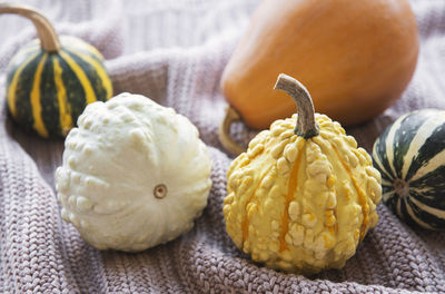 A rustic autumn still life with pumpkins on knitted textile background