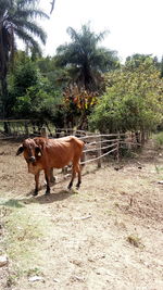 Two horses in pasture