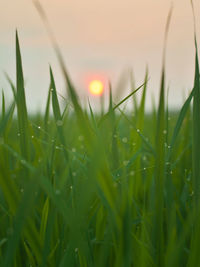 Close-up of wet grass during sunset