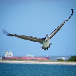 Bird flying over sea against clear sky