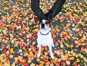 Portrait of dog sitting on tree