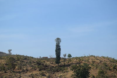 Trees on field against sky