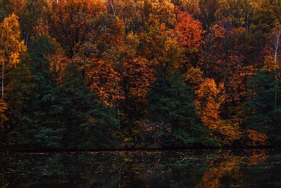 Trees by calm lake in forest during autumn