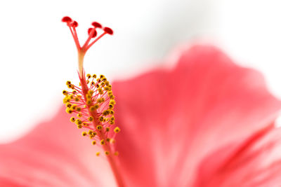 Close-up of flower