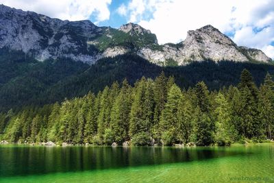 Scenic view of pine trees by lake against sky