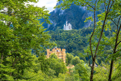 Panoramic view of trees in forest