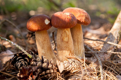 Close-up of mushroom growing on field