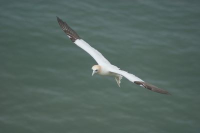 Seagull flying over lake