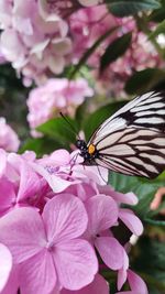 Close-up of butterfly pollinating on pink flower