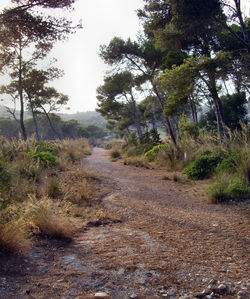 Scenic view of forest against sky