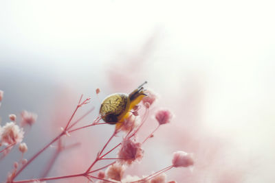 Close-up of insect on pink flower