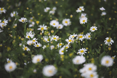 White flowering plants on field