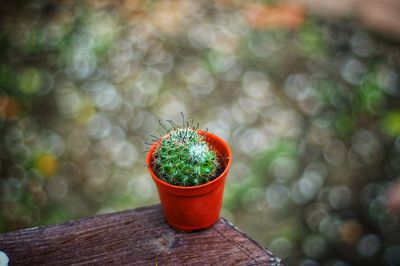 Close-up of succulent plant in pot