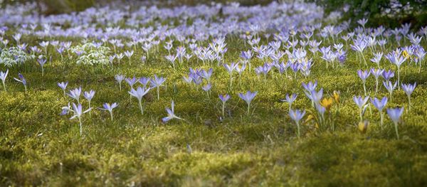 Close-up of crocus blooming on field