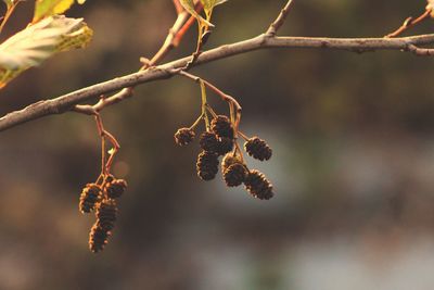 Close-up of berries growing on tree