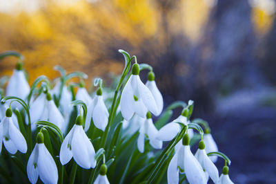 Close-up of white flowering plant