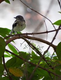 Close-up of bird perching on branch