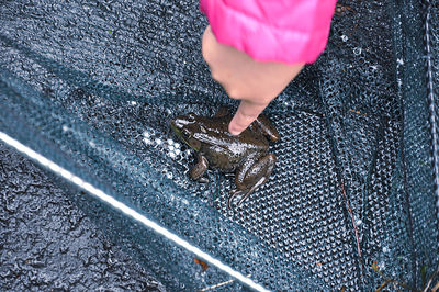 Close-up of a frog caught in fishing net